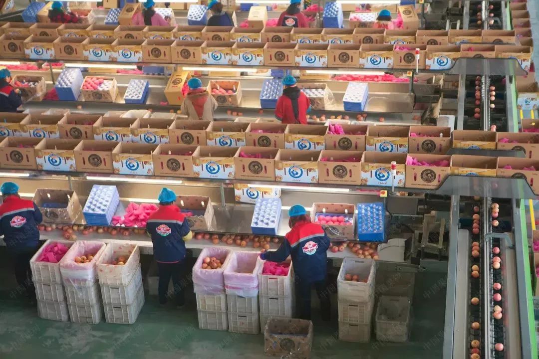 我国苹果出口流向排名,我国苹果出口