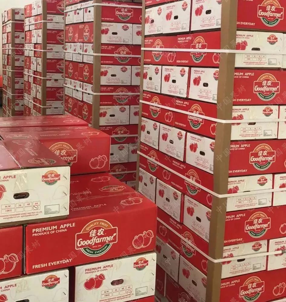 我国苹果出口流向排名,我国苹果出口