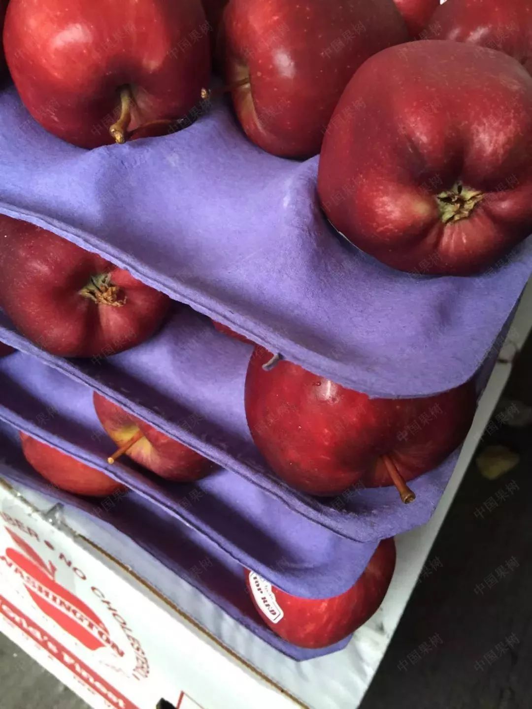 我国苹果出口流向排名,我国苹果出口