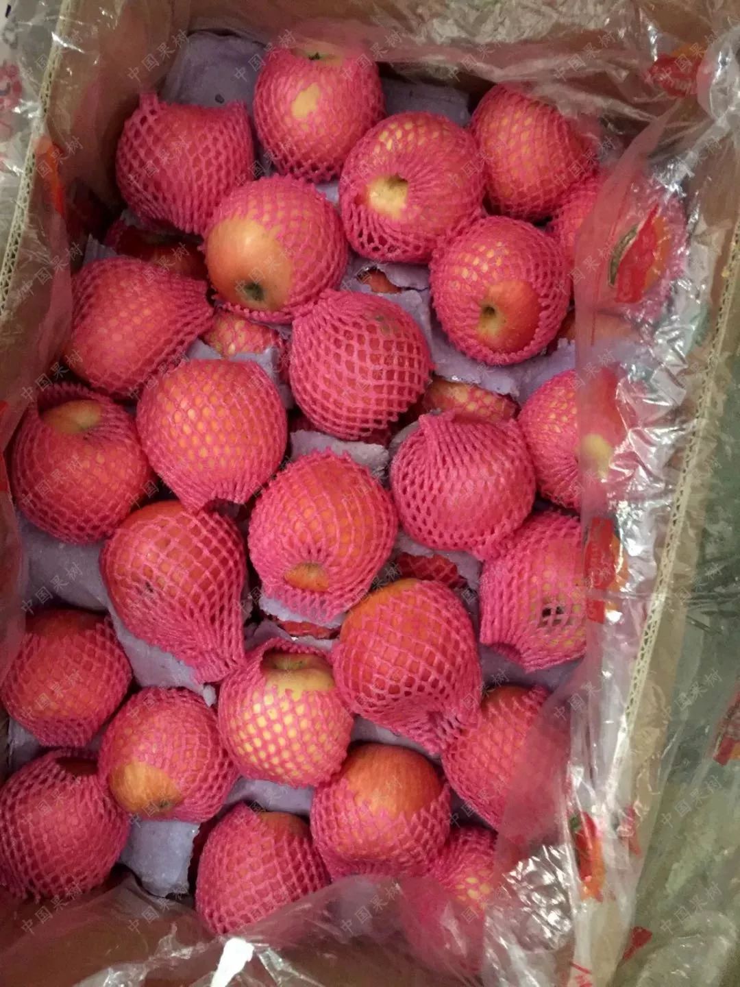 我国苹果出口流向排名,我国苹果出口