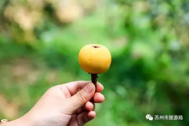 东山枇杷价格最新行情,东山枇杷今日价格