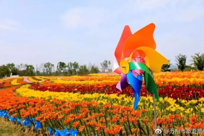 东山枇杷价格最新行情,东山枇杷今日价格