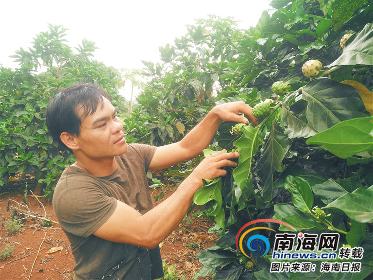 澄迈一夫妇潜心研制生产出诺丽酵素汁助推新产业