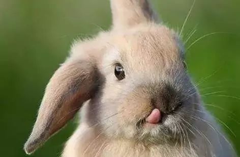 关于兔子胆小怕惊的科普知识,兔子哪个最危险而且不咬人