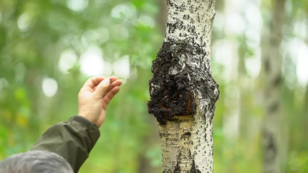 世界上最危险的烧烤,最危险的烧烤