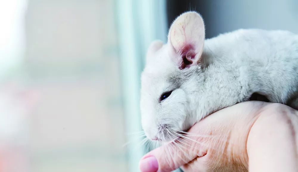 小宠的体外驱虫药效果好吗,小宠体内驱虫使用说明