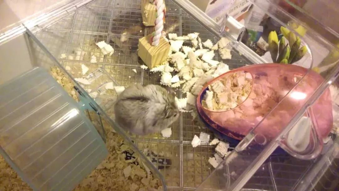 小宠的体外驱虫药效果好吗,小宠体内驱虫使用说明