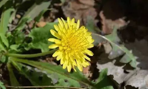 这些土地里长出的“保健品”，排毒、活血、抗菌……还便宜！