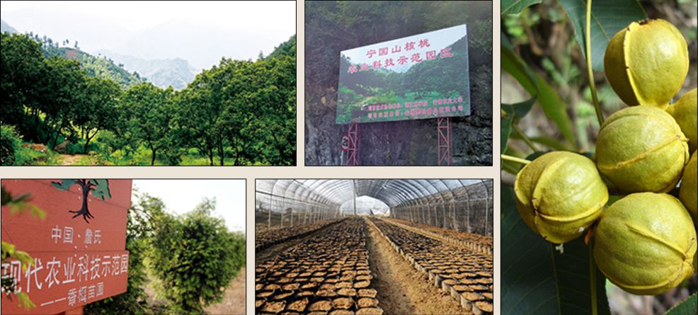 中粮米业2019,中粮粮谷最新信息