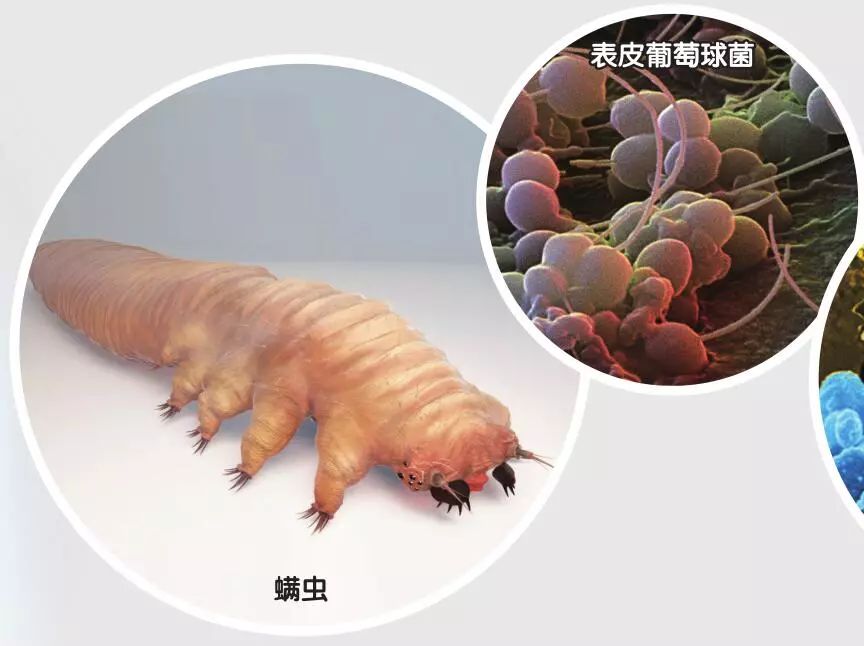 以人类身份生活的动物们,以人类血肉为食的生物