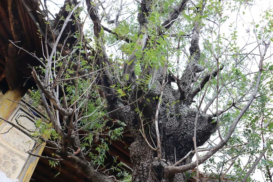 【人文宾川】这里，对水的敬仰有一种特别的方式——雄鲁么水阁