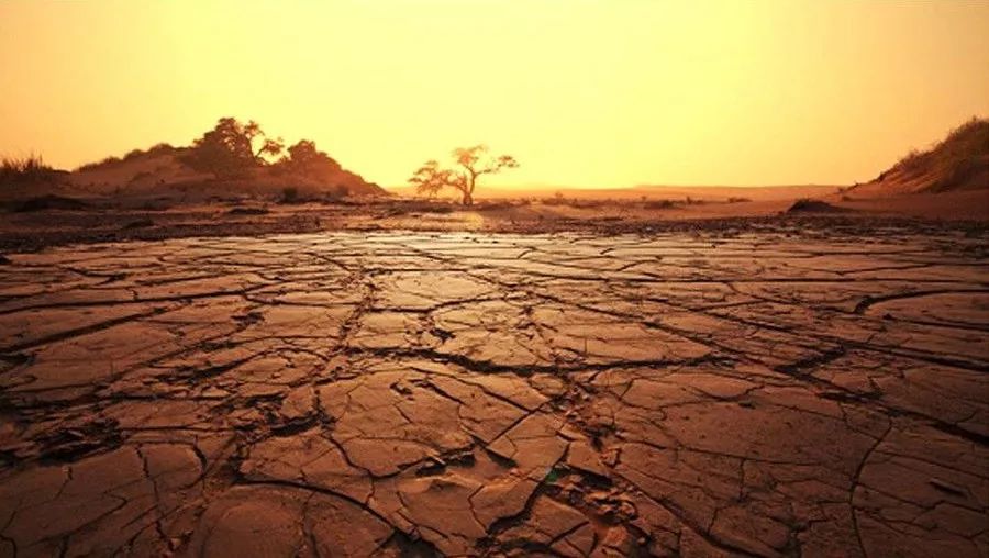 拿什么拯救我的你,拿什么拯救我的植物