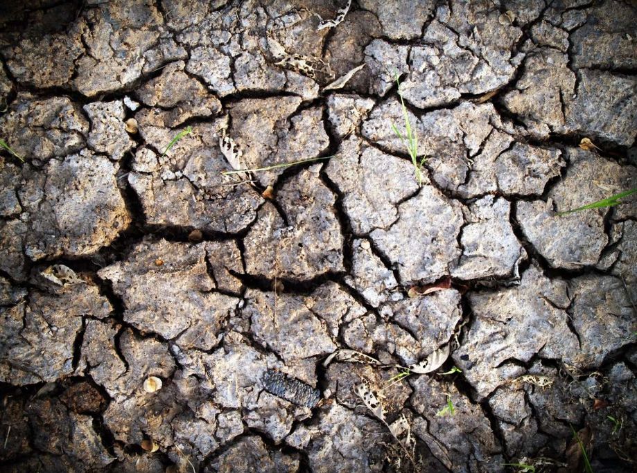 拿什么拯救我的你,拿什么拯救我的植物