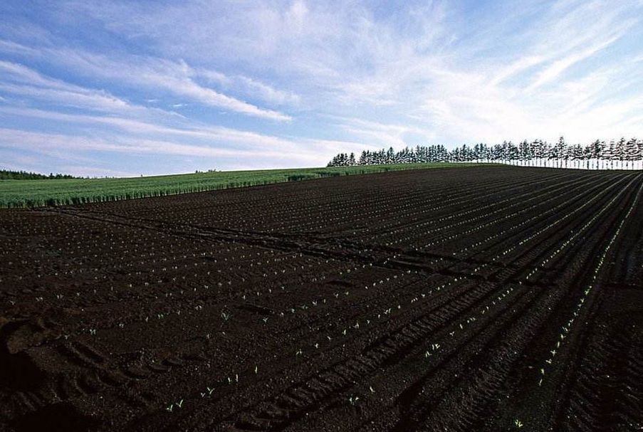 拿什么拯救我的你,拿什么拯救我的植物