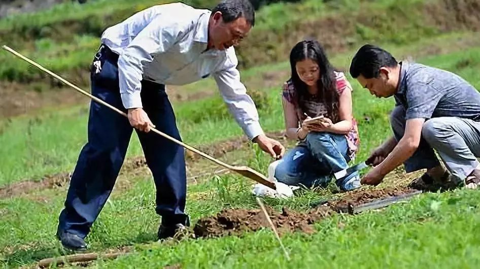 拿什么拯救我的你,拿什么拯救我的植物