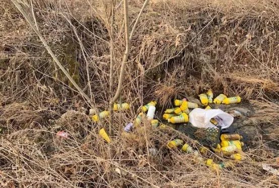 拿什么拯救我的你,拿什么拯救我的植物