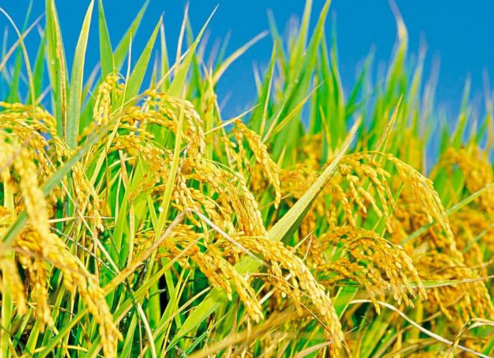 拿什么拯救我的你,拿什么拯救我的植物