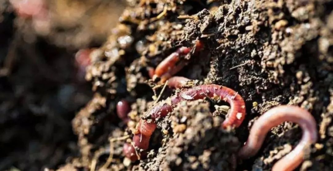拿什么拯救我的你,拿什么拯救我的植物
