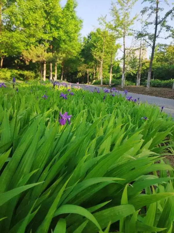 开发区的美,开发区最美风景