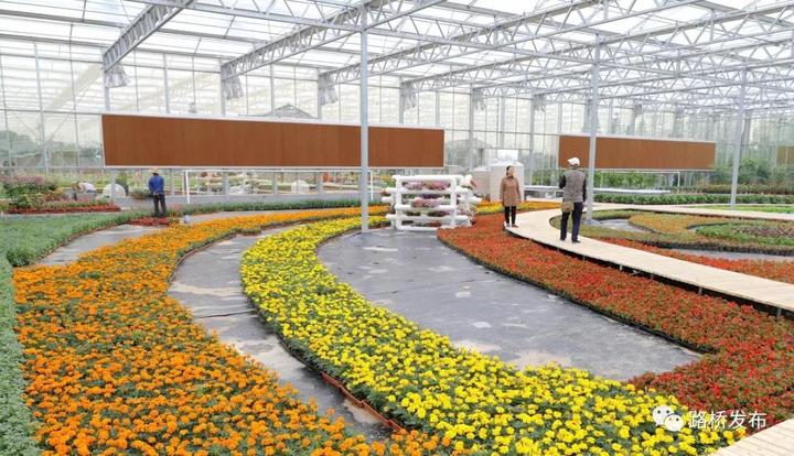 “百合节”开园｜100亩七彩花田，1000000株百合花，等你来