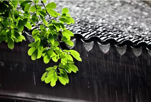 写梅子的诗句,写梅子诗句