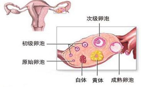排卵后要不要继续喝豆浆,排卵后要不要吃黄体酮