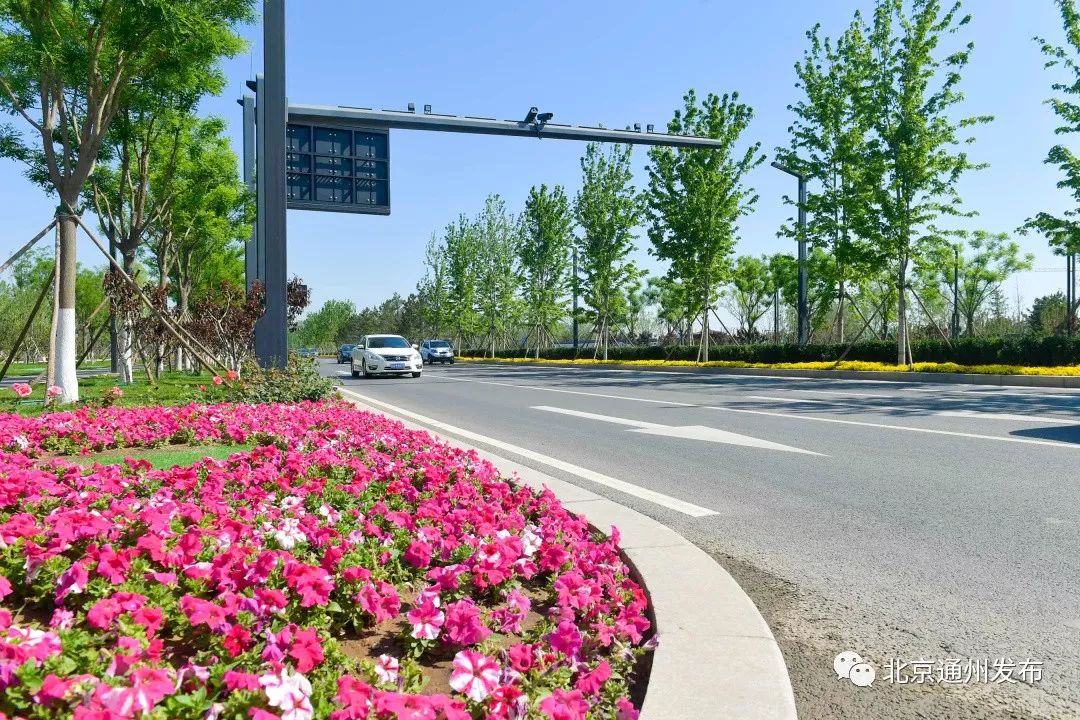 最美赛道来啦！在花香中奔跑！通州运河半马沿途美景抢先看~