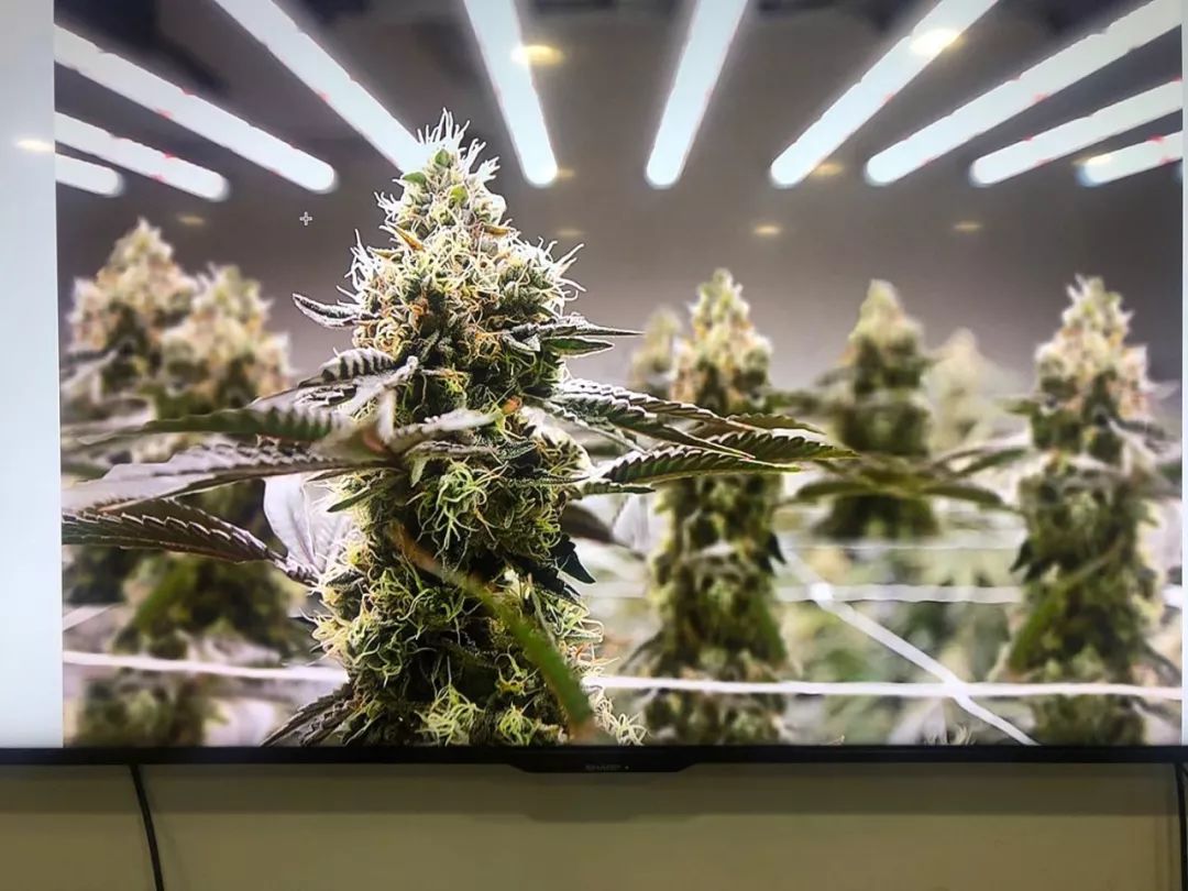 沾上工业*麻大**概念就大涨？工业*麻大**操作起来很容易？看了三个误区你就明白