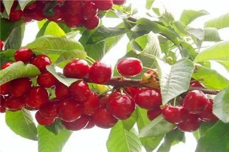 西安樱桃采摘全攻略,西安樱桃采摘时间表