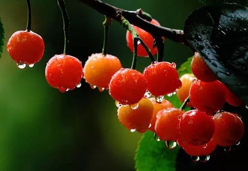 西安樱桃采摘全攻略,西安樱桃采摘时间表