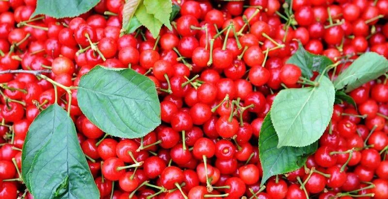 西安樱桃采摘全攻略,西安樱桃采摘时间表