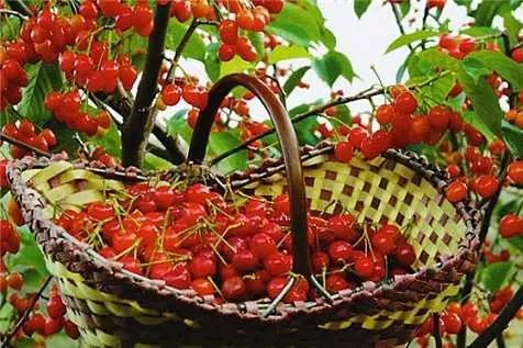 西安樱桃采摘全攻略,西安樱桃采摘时间表