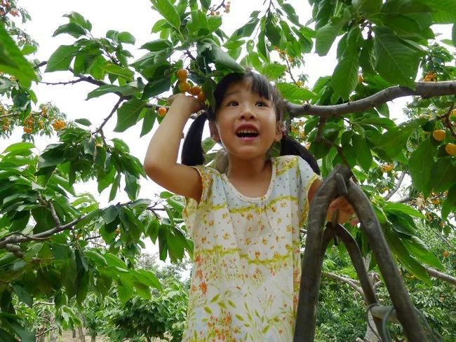 西安樱桃采摘全攻略,西安樱桃采摘时间表