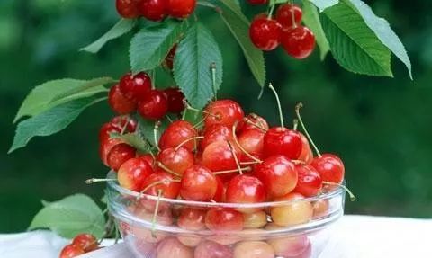 西安樱桃采摘全攻略,西安樱桃采摘时间表