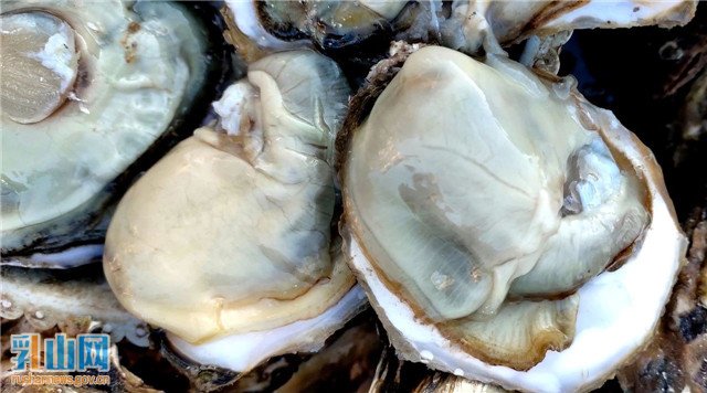 乳山生蚝宴,乳山蚝王府小青岛牡蛎