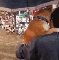 暴晒的大理飘来“防晒浮云”？快围观这一波入夏神操作！