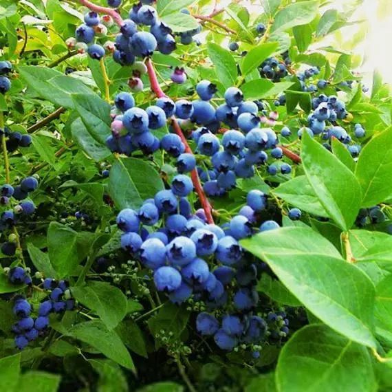 西昌时令水果,缤纷水果季献给爱吃水果的你