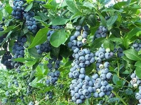 西昌时令水果,缤纷水果季献给爱吃水果的你