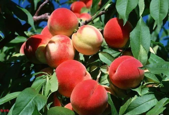 西昌时令水果,缤纷水果季献给爱吃水果的你