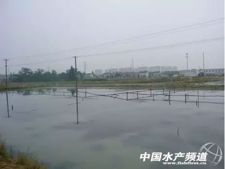 养虾九字真经,养蟹高手