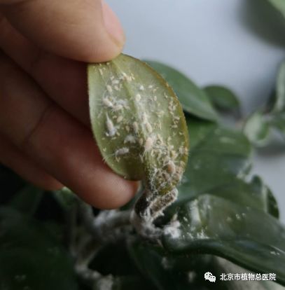 出现这种虫子得赶紧治,治晚了,谁也帮不了你