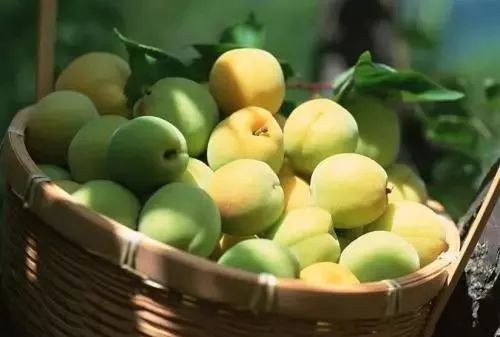 写梅子的诗句,写梅子诗句