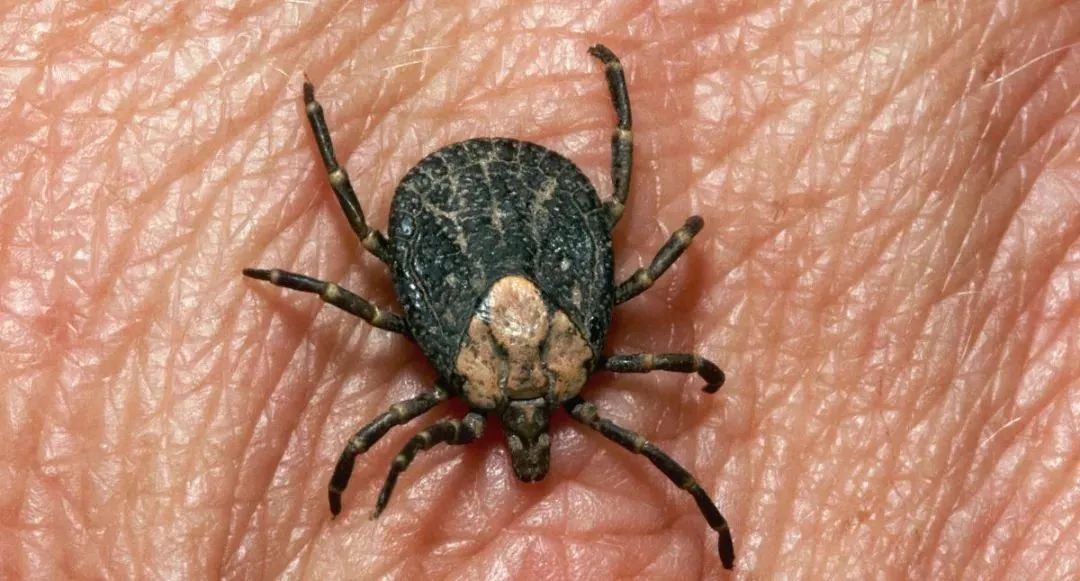 草爬子怎么危及生命,草爬子被咬了怎么拔出来