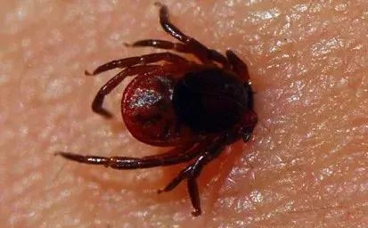 草爬子怎么危及生命,草爬子被咬了怎么拔出来