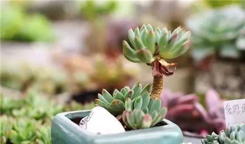 多肉老桩怎么才能更好看,紫珍珠多肉老桩可以用全颗粒土吗