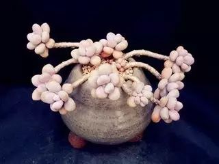 多肉老桩怎么才能更好看,紫珍珠多肉老桩可以用全颗粒土吗