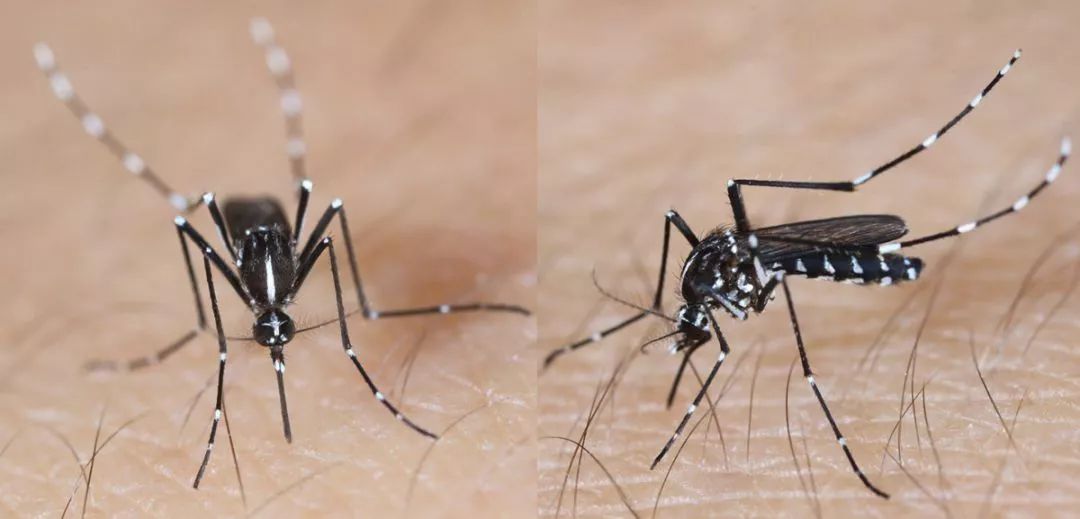 驱蚊手环儿童热门,驱蚊手环儿童款推荐