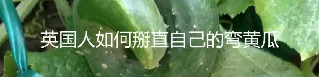 漂泊狂：在过去，到处旅游是一种精神疾病