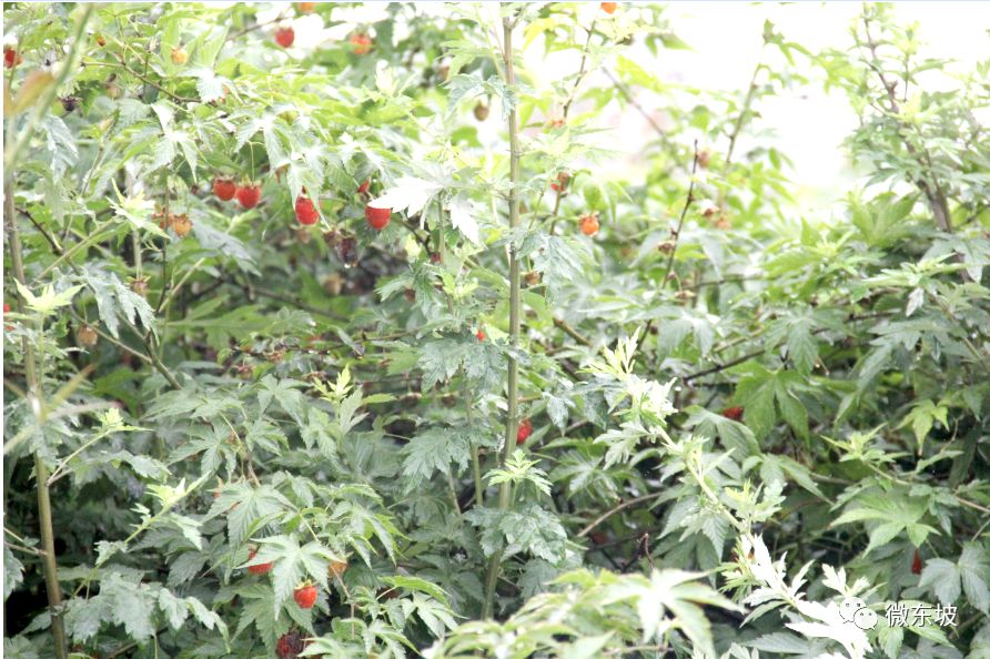 树莓采摘时节,又到了采摘树莓的季节