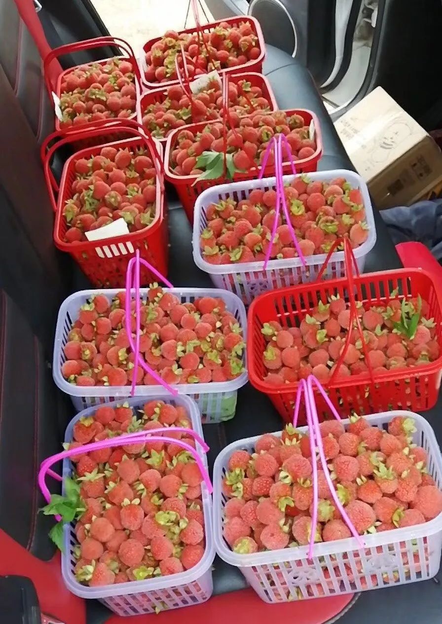 树莓采摘时节,又到了采摘树莓的季节